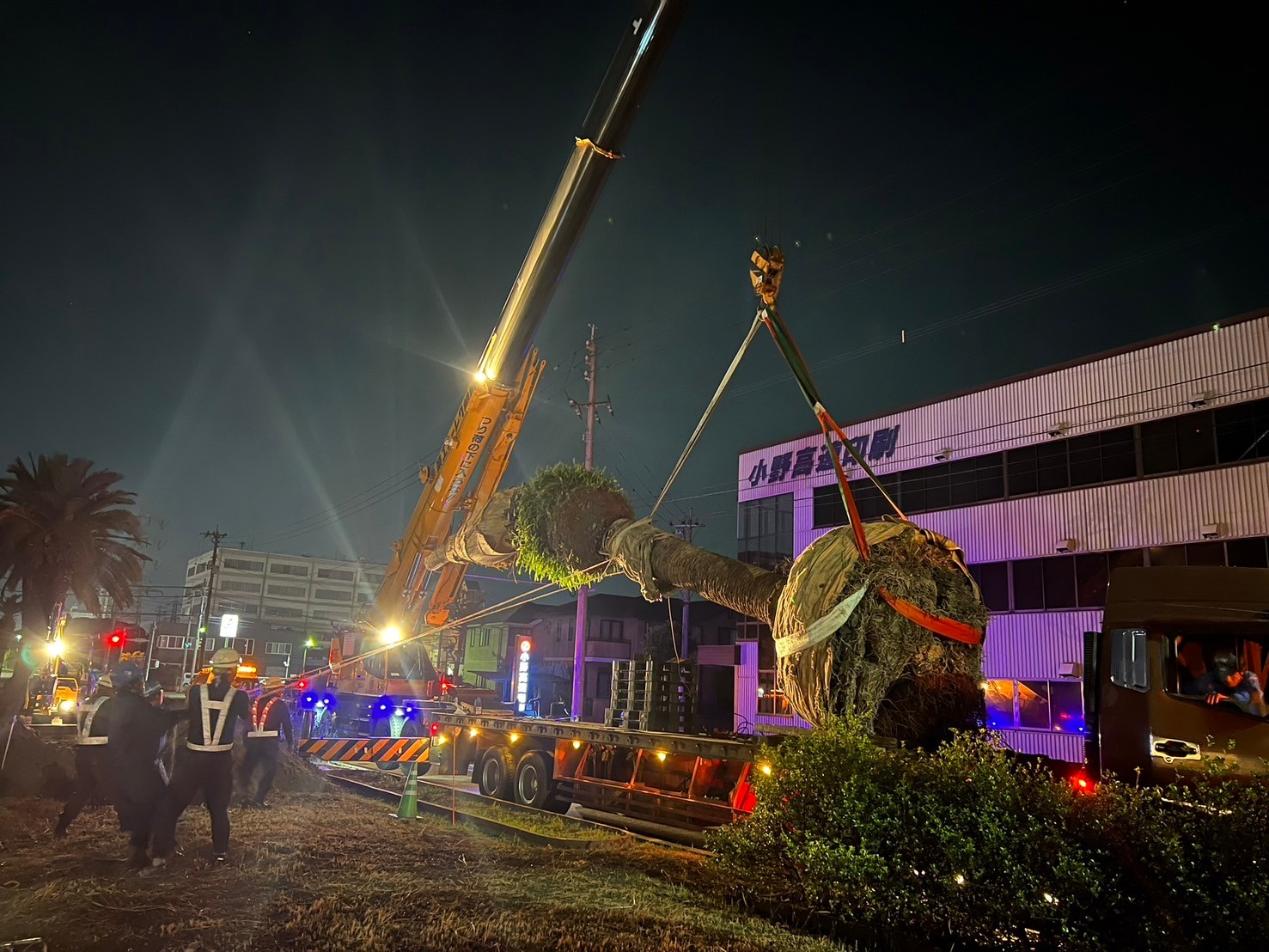 LINE ALBUM 🌳 240314